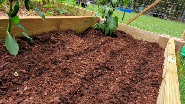 Jalapeno peppers and Russian Kale & Blue berry bush ?? смотреть онлайн