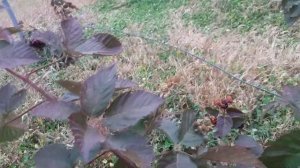 Ремонтантная ежевика Черная магия осенью