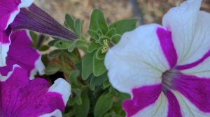 פטוניה 'הולה הופ' פורחת Petunia 'hula hoop' blooming