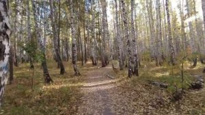 Золотая осень | Листопад | Прекрасный солнечный день в берёзовом лесу.    ( 2.7к )