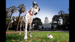 САМЫЕ БОЛЬШИЕ СОБАКИ В МИРЕ- САМЫЕ БОЛЬШИЕ ПОРОДЫ СОБАК