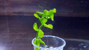 БАКОПА КРЕНАТА. bacopa crenata. СЕКРЕТЫ СОДЕРЖАНИЯ В АКВАРИУМЕ