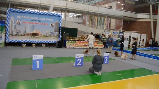 Международная выставка собак порода малый шпиц сравнение на лпп