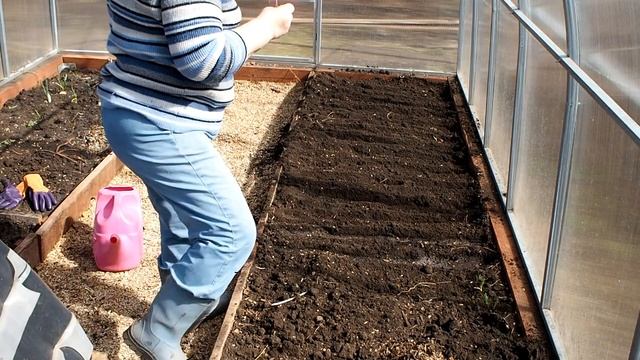 Редиска в теплице. Посадка и выращивание редиски