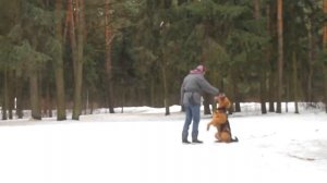 Трюк «Зайка». Начало обучения собаки