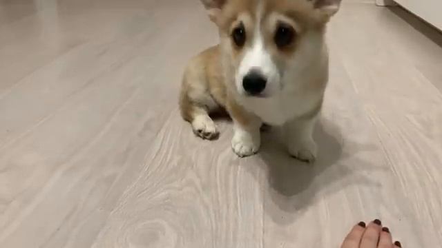 ДРЕССИРОВКА НА ВАШИХ ГЛАЗАХ команда ЛЕЖАТЬ это было трудно смотреть онлайн