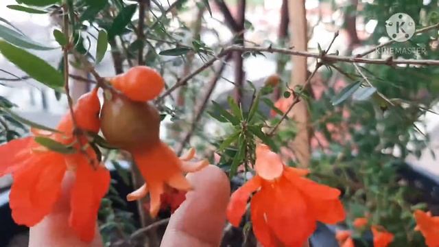 Growing Dwarf Pomegranate, Punicum Granatum nana in Containers смотреть онлайн