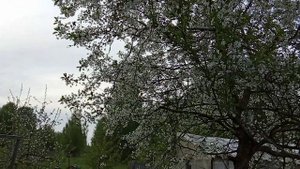 Черешня Ленинградская жёлтая