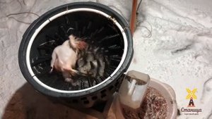 Ощипывание петуха в перосъемной машине