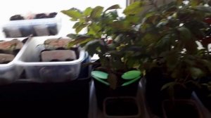 09.03.2018 ФИТОЛАМПА-КАК ПРАВИЛЬНО ПОЛЬЗОВАТЬСЯ.