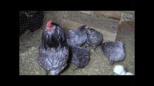 Араукана на подворье у Надюши