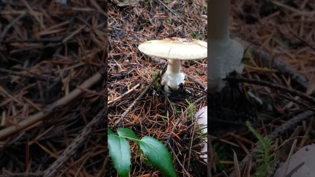 Death cap mushroom ?? смотреть онлайн