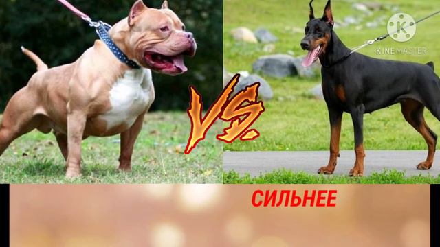 Питбуль против Добермена смотреть онлайн