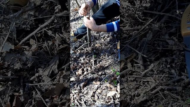 Altoirea pomilor fructiferi cu Ionel si Ionel partea 2 смотреть онлайн