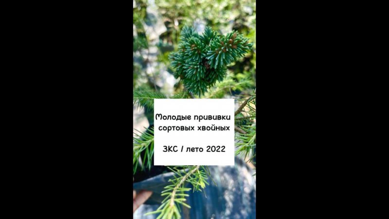 Молодые прививки сортовых хвойных. ЗКС, лето 2022 #Shorts
