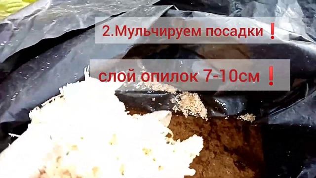 Готовим ремонтантные сорта земляники(клубники) к зиме.