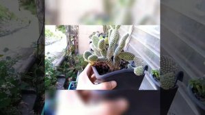 Guide of Different Cactus and Succulents Name / The Explorer's Vlog