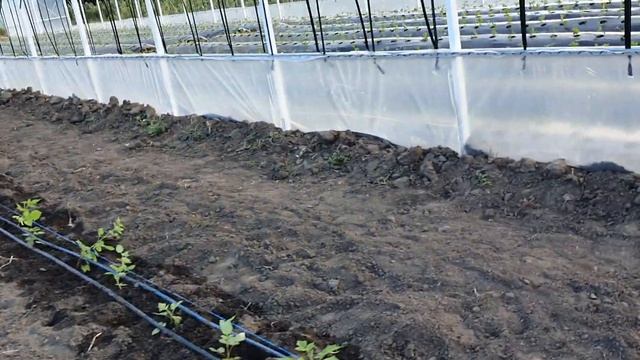 Высаживаем плантацию Пшехибы, сорт летней малины N1 смотреть онлайн