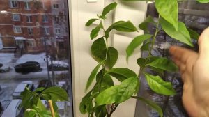 Брунфельсия Вчера, Сегодня, Завтра