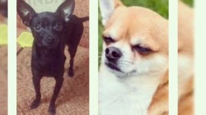 Кто лучше Той терьер или Чихуахуа ?