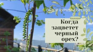 Черный орех в Башкирии на 6 год уже ЦВЕТЕТ! и 5 метров в высоту! и покажу Хурму. Июнь 2022