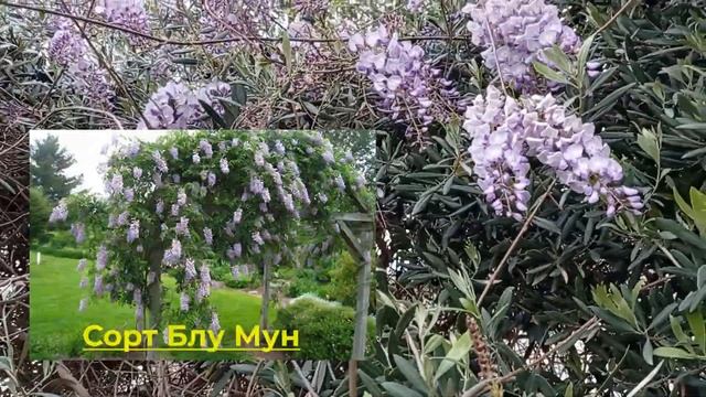 Глициния, Вистерия (Wisteria). Описание, размножение глицинии