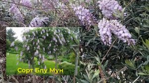 Глициния, Вистерия (Wisteria). Описание, размножение глицинии