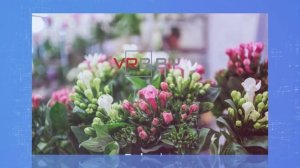 Салон цветов «Fan-Fan Tulpan (Фан-Фан Тюльпан)» | Минск, пр-т Независимости, 154