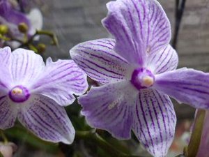 БОЛЬШОЙ ЗАВОЗ ОРХИДЕЙ /03.06.22/