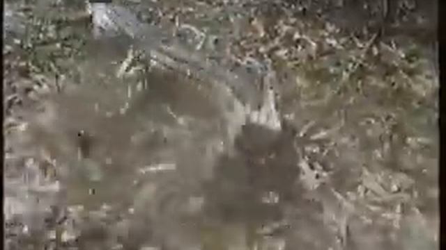 Big Gecko - Freshwater crocodile movement