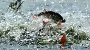 Как ловить судака в марте ? На что ловиться судак в марте? Где ловить судака в марте?