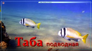 Таба. Египет. Подводный мир.