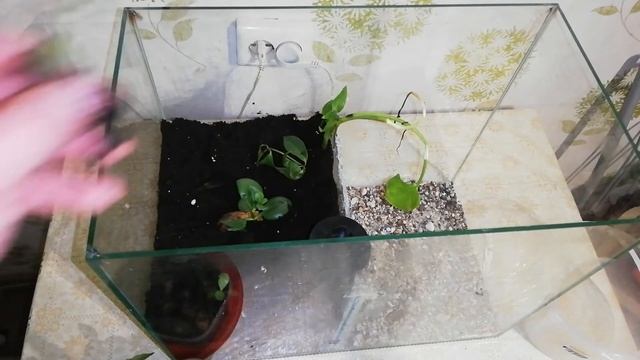 Акватеррариум из старого аквариума