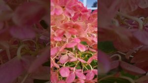 Цветение метельчатой гортензии Little Fraise 23.08.2023 г.