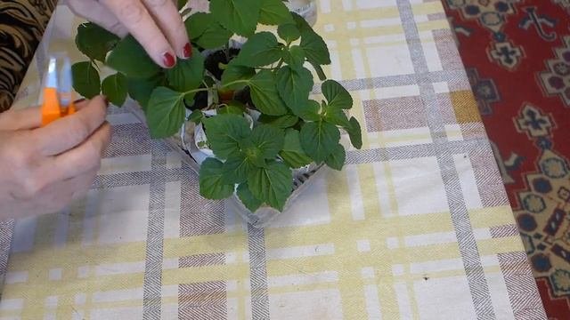 Выращивание сальвии из семян. Посев, пикировка, высадка в грунт.