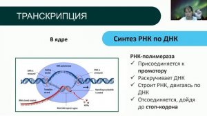 Общая биология- 1 Тема 4 "Синтез белка - теория"