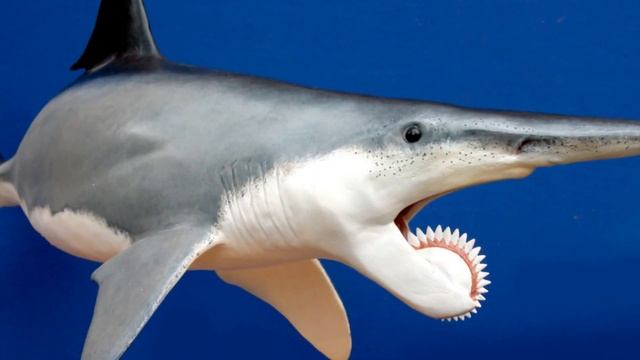 Самая НЕОБЫЧНАЯ и ЖУТКАЯ РЫБА! ГЕЛИКОПРИОН - рыба с зубной спиралью! смотреть онлайн