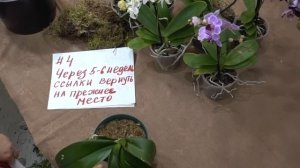 Как Заставить Орхидею Цвести Всегда!