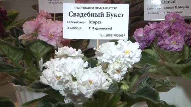 Маргарита, Олеся, Емілія - це не просто жіночі імена, а назви особливих квітів - фіалок смотреть онлайн