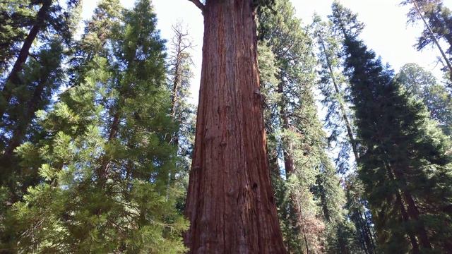 General Sherman Tree, Sequoia NP смотреть онлайн