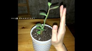 Что делать с Толстянкой, опадают листья, ствол вытянулся. Как формировать крону Денежного дерева