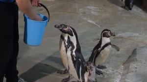 Пингвины едят рыбу из рук