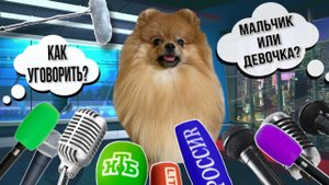 Как уговорить родителей купить собаку? Мальчик или девочка? Почему шпиц? |Отвечаю на вопросы?