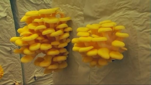 Funghitalia del Dott Donato De Biasi смотреть онлайн