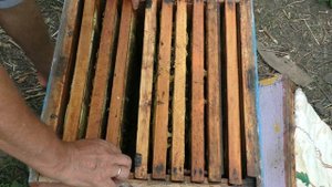 Как сохранить слабый отводок зимой? Пчелы начинающим.