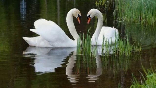 Лебеди летят Ион Суручану смотреть онлайн