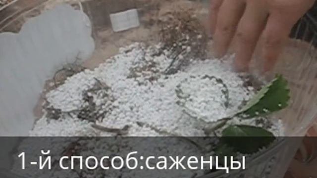 Как упаковать рассаду земляники в посылку.