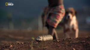 Королевы гадюк