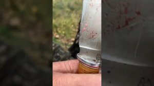 Отзыв на нож барс с открытия охоты на косулю | сталь х12мф с термичкой Крио