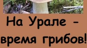 Подберезовики у нас растут прямо в огороде, НАСТАЛА ПОРА ГРИБОВ